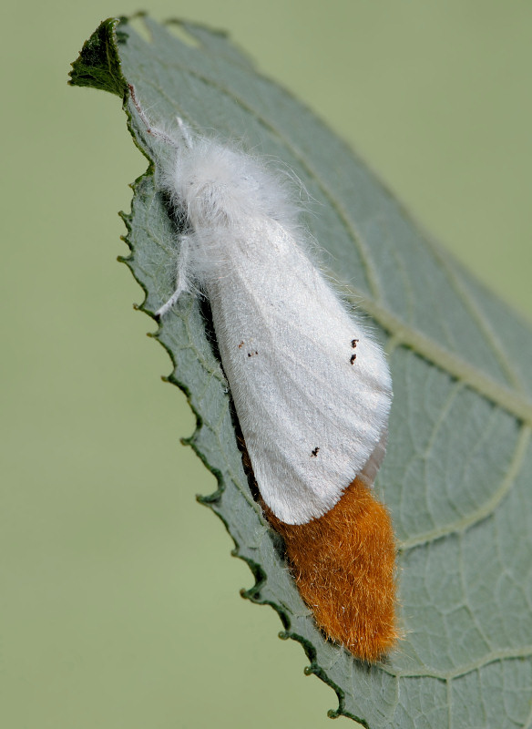 Deposizione con pelliccia: Euproctis chrysorrhoea