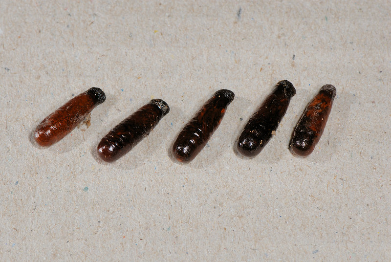 Sceliphron?