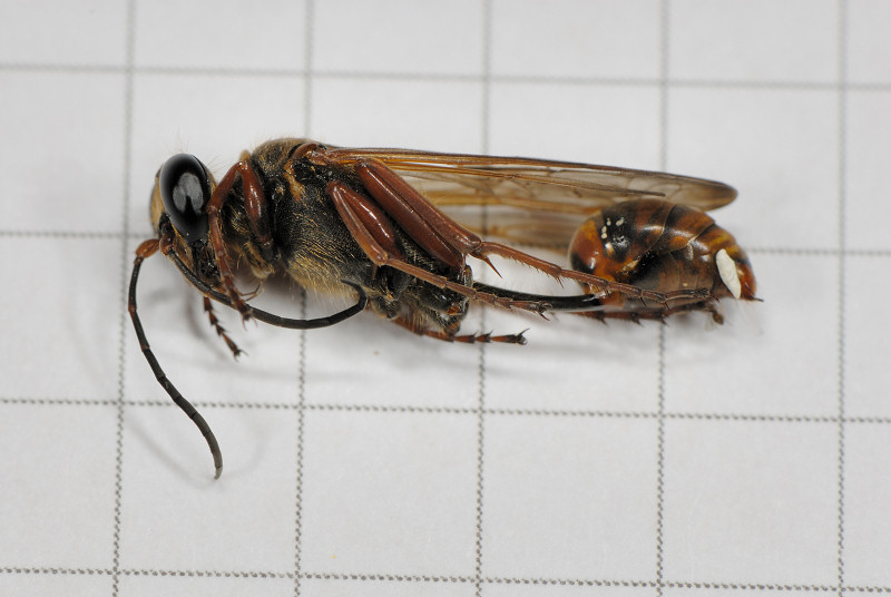 Sceliphron?