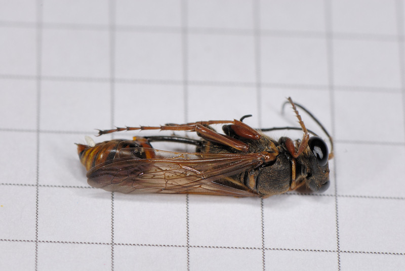 Sceliphron?