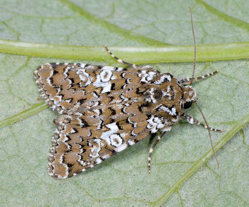 Bruchi sulle capsule di Silene