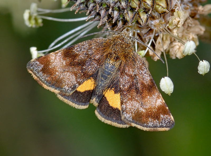 Panemeria tenebrata (Lepidoptera, Noctuidae)