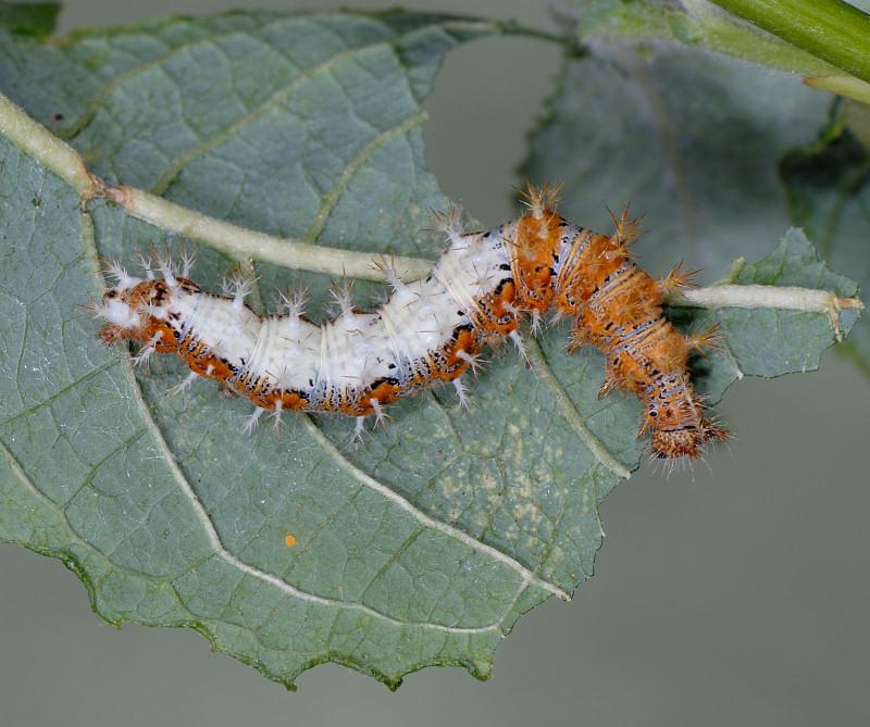 Bruco, pupa e adulto della vanessa c-bianco