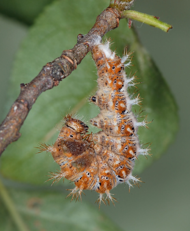 Bruco, pupa e adulto della vanessa c-bianco