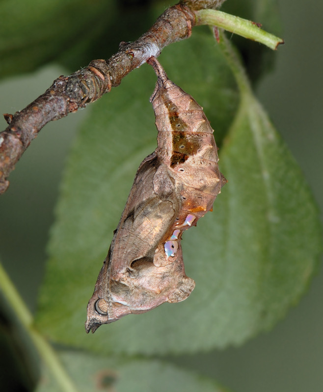 Bruco, pupa e adulto della vanessa c-bianco