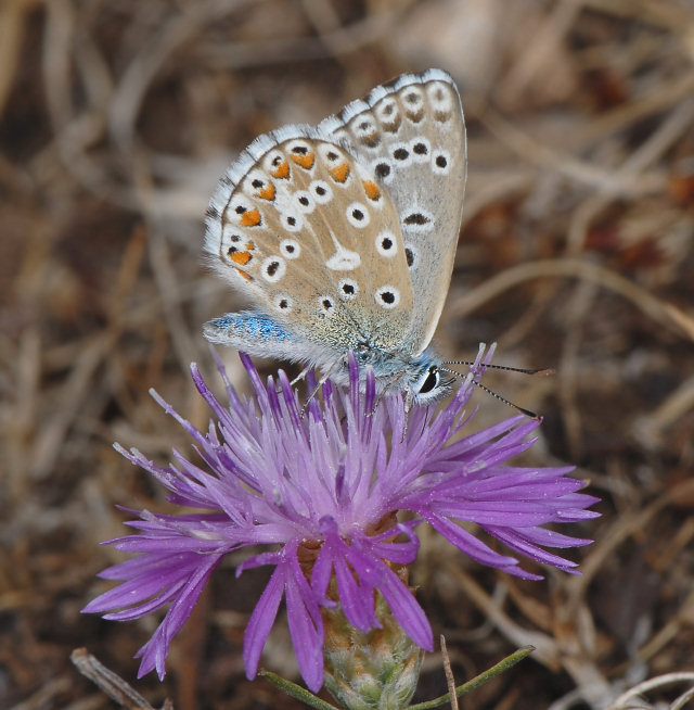 Polyommatus icarus