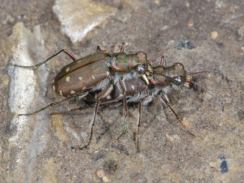 Calomera littoralis nemoralis