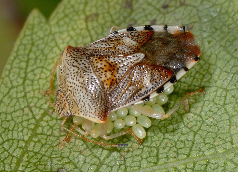 Mamma eterottera Elasmucha grisea