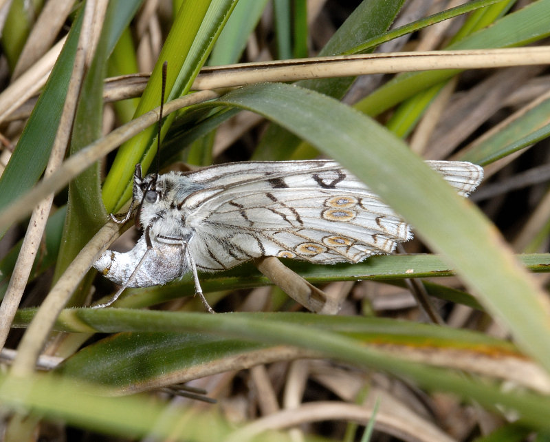 Cercando il bruco della Melanargia arge...