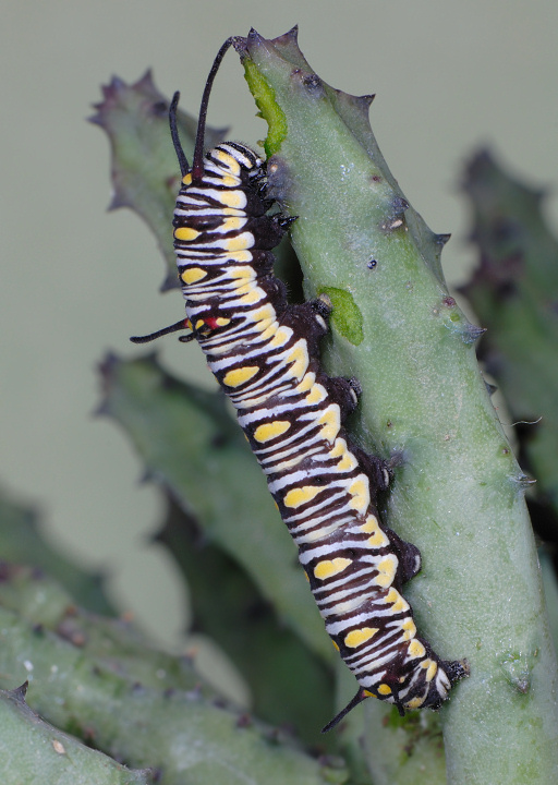 Danaus chrysippus