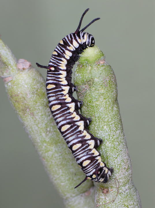 Danaus chrysippus