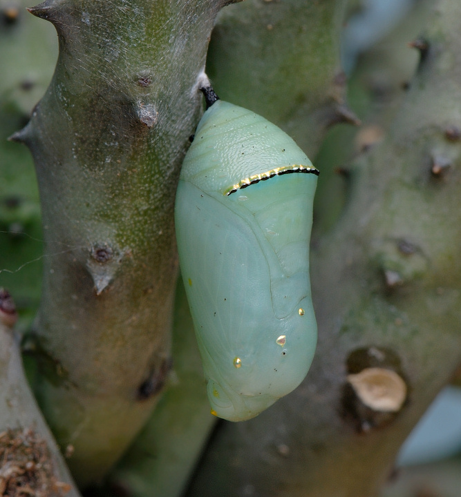 Diffusore flash Ezybox: come eliminare i riflessi...