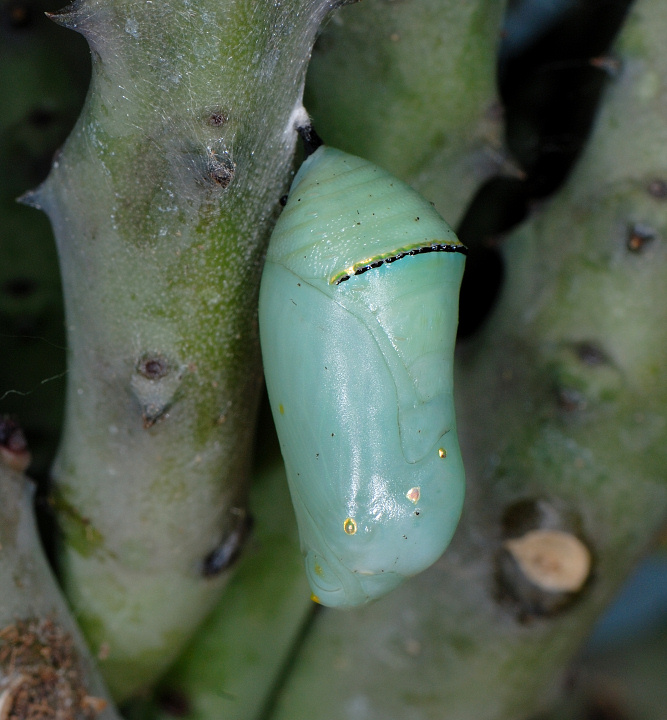 Diffusore flash Ezybox: come eliminare i riflessi...