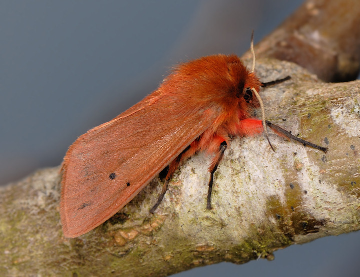 Phragmatobia fuliginosa, mai vista a gennaio