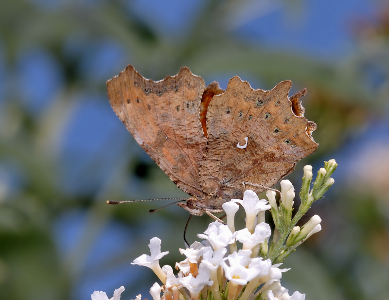 Bruco, pupa e adulto della vanessa c-bianco