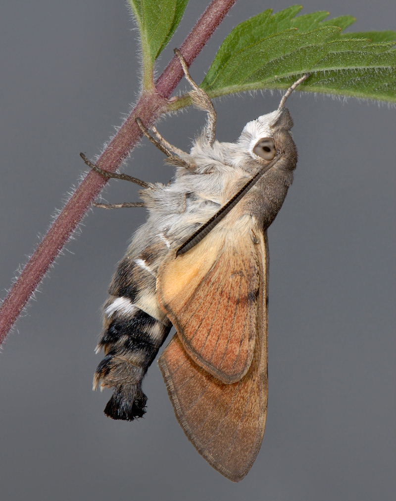 Macroglossum stellatarum in volo