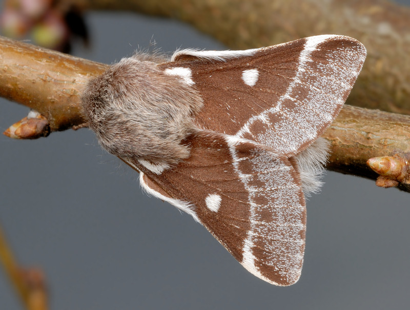 Eriogaster lanestris