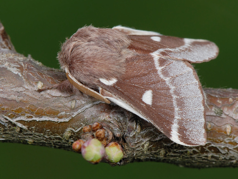 Eriogaster lanestris