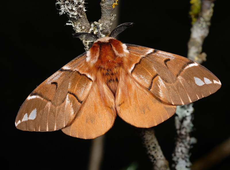 Maschio di Endromis versicolora (Lepidoptera Endromididae)