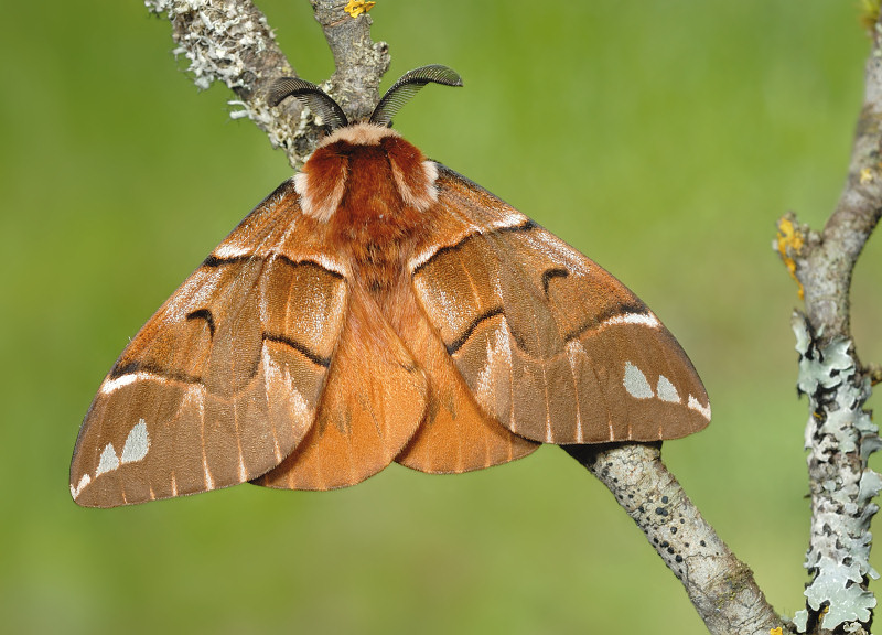 Maschio di Endromis versicolora (Lepidoptera Endromididae)