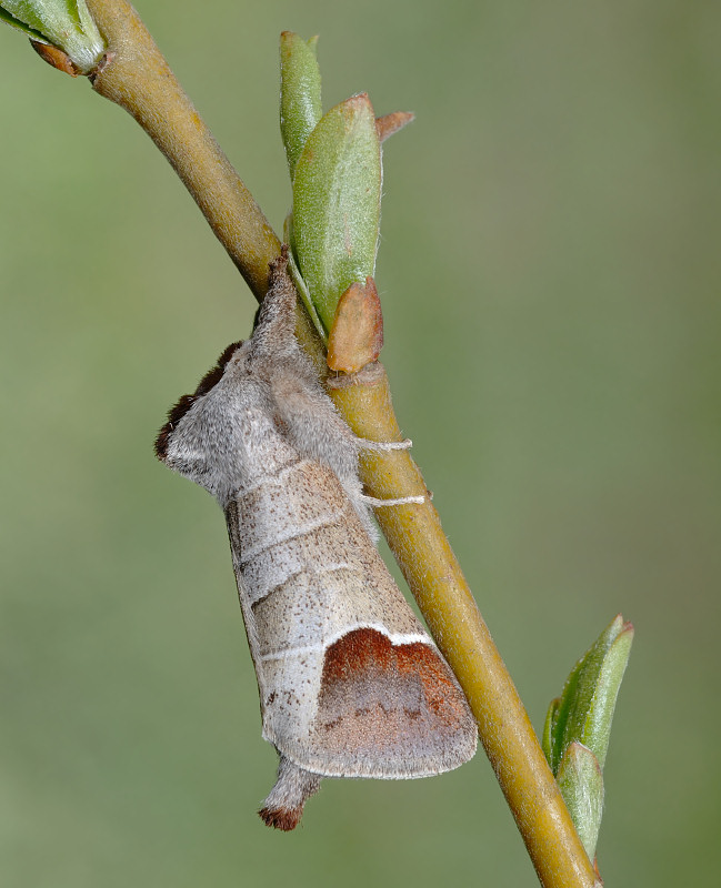 Il primo notodontide del 2007: Clostera curtula