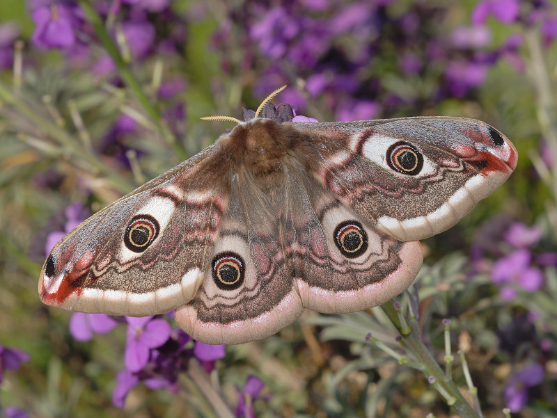 Farfalle notturne di primavera