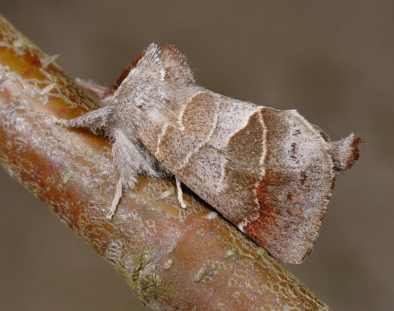 Clostera pigra (Lepidoptera Notodontidae)
