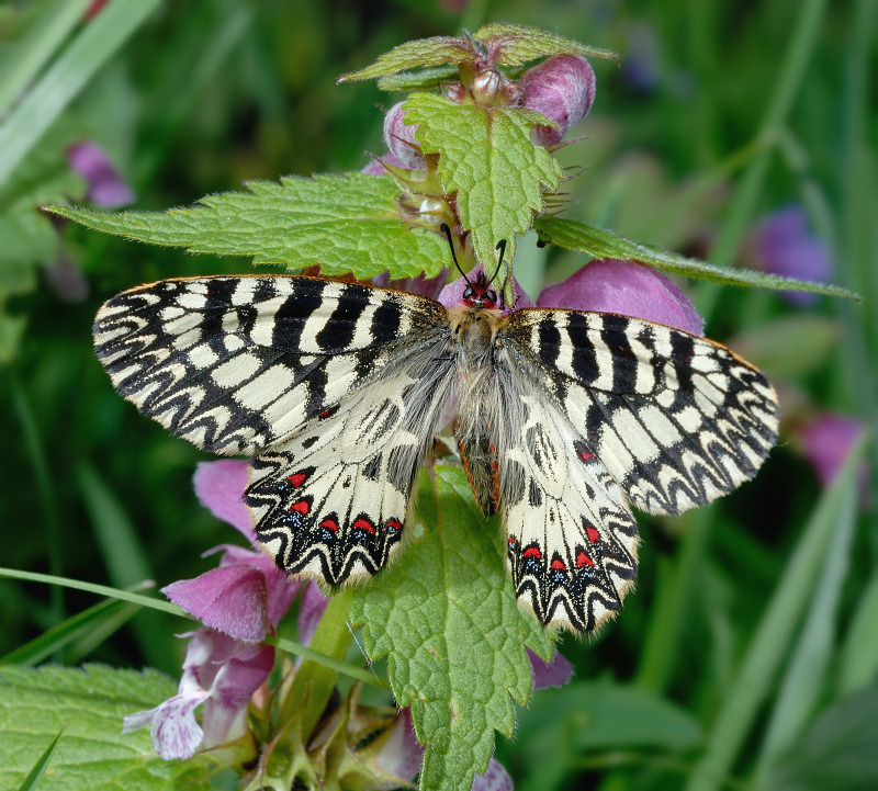 Zerynthia polyxena