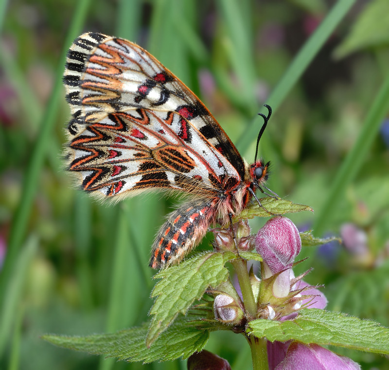 Zerynthia polyxena