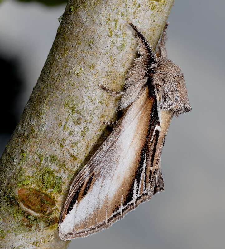 Pheosia tremula (Lepidoptera Notodontidae)