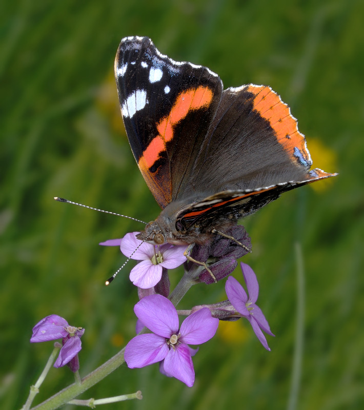 Vanessa atalanta