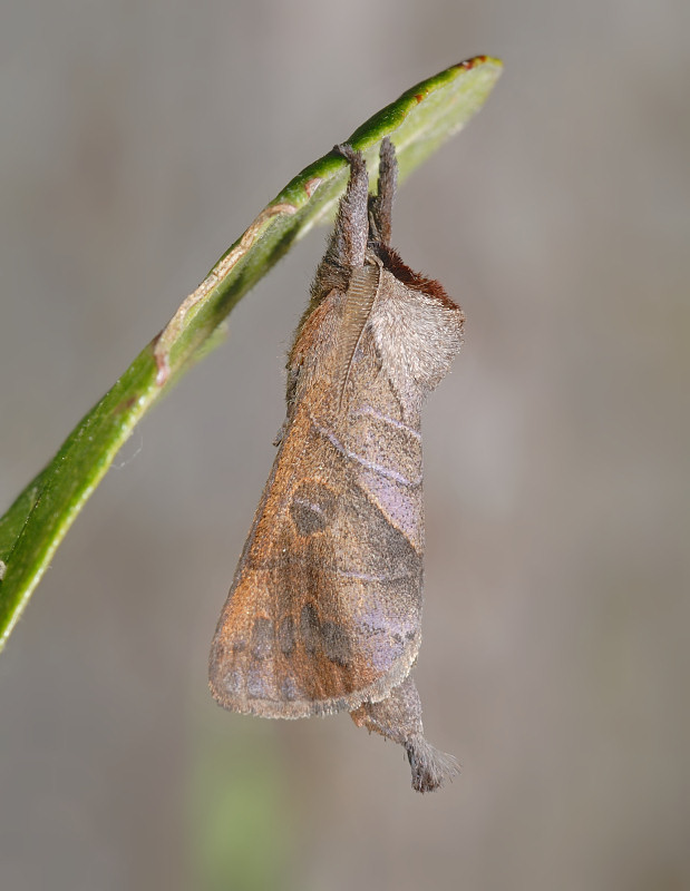 larve di lepidottero defoliatore: Clostera anastomosis