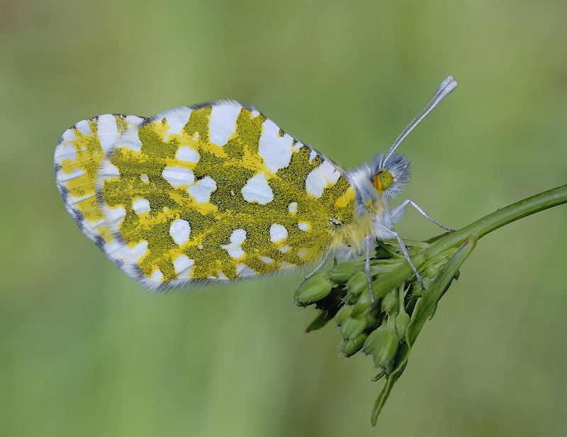 Euchloe ausonia, rovescio delle ali (Lepidoptera, Pieridae)