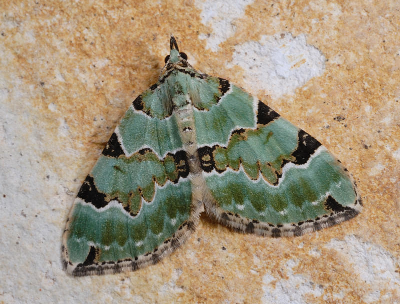 Colostygia pectinataria, un bel geometride verde