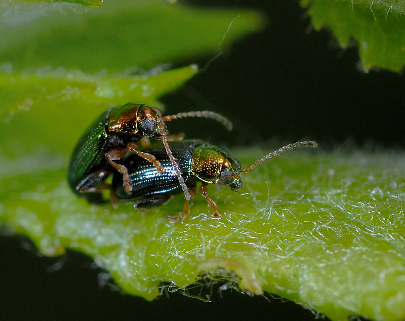 Crepidodera aurata, un piccolo crisomelide