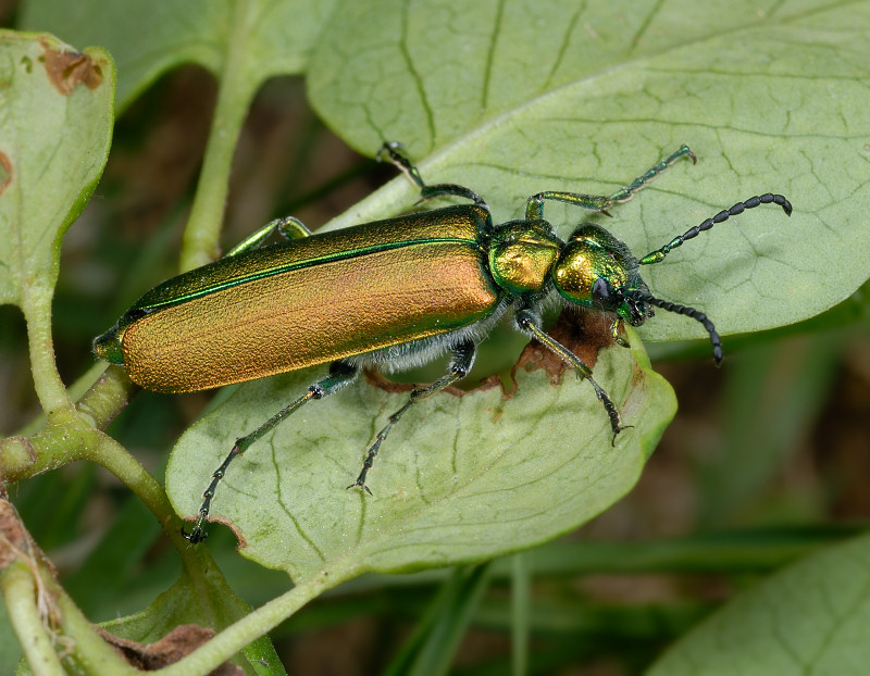 Lytta vesicatoria