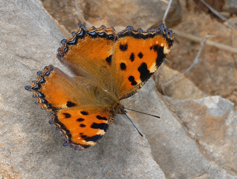 Aglais urticae