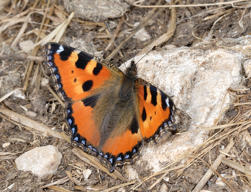 Clicca per vedere la foto