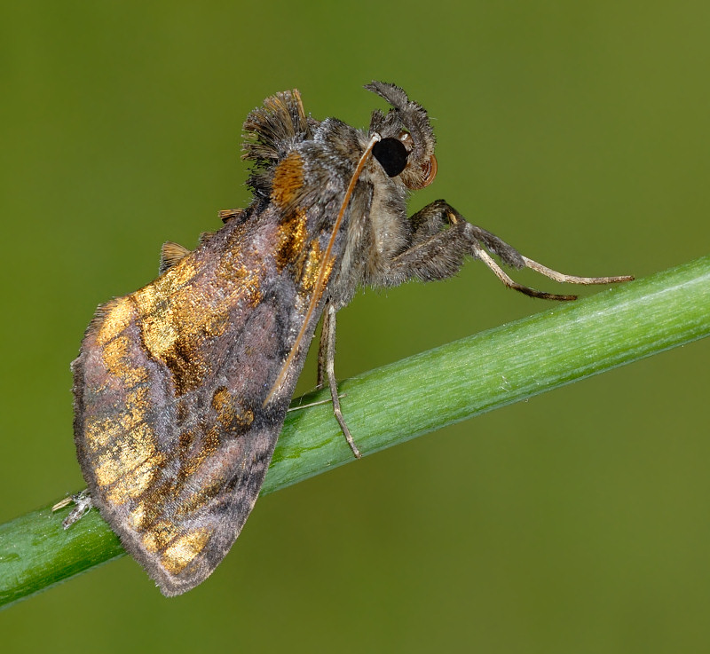 Lamprotes c-aureum (Noctuidae)