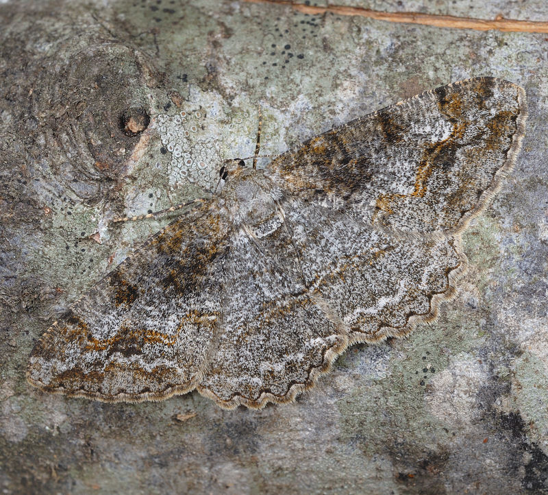 Mimetismo criptico: Alcis repandata (Geometridae)