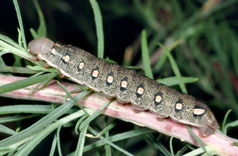 Proserpinus proserpina