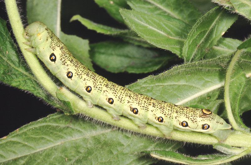 Proserpinus proserpina