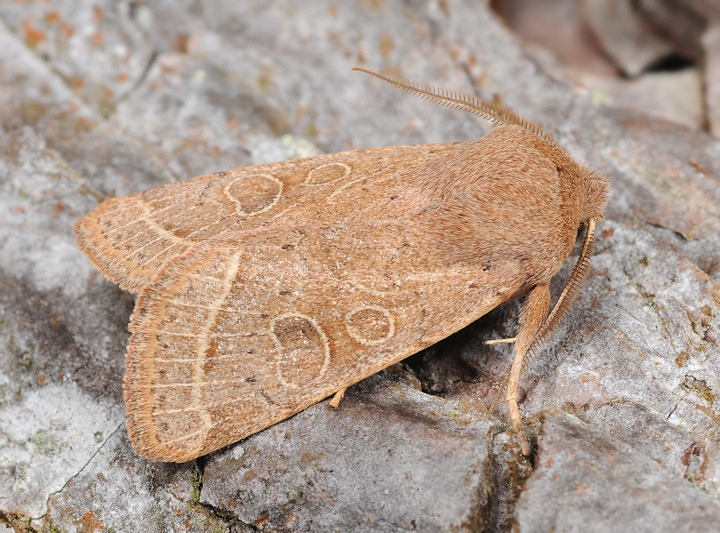 Orthosia cerasi