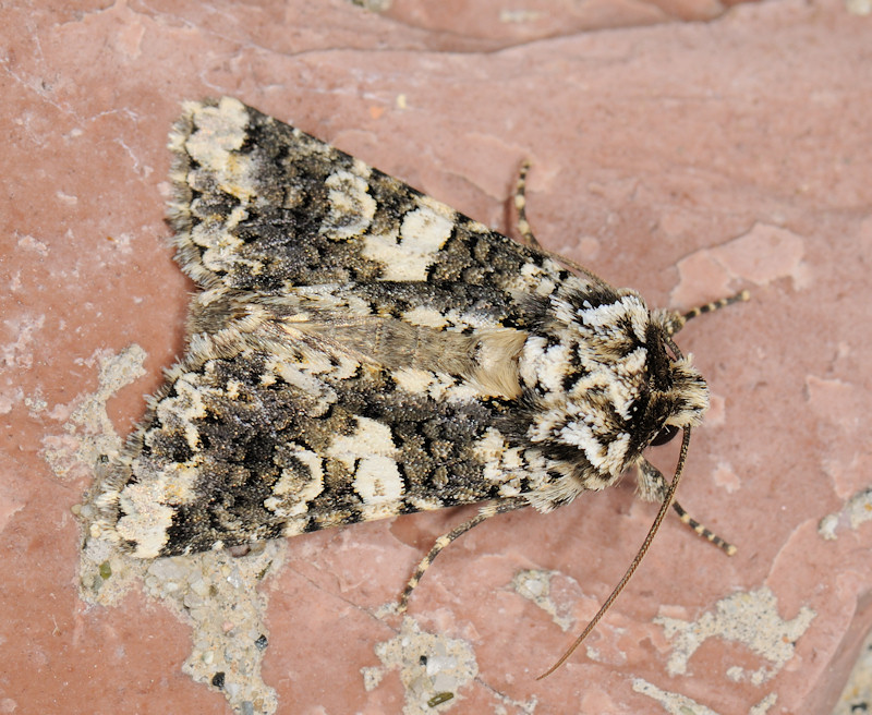 Bruchi sulle capsule di Silene