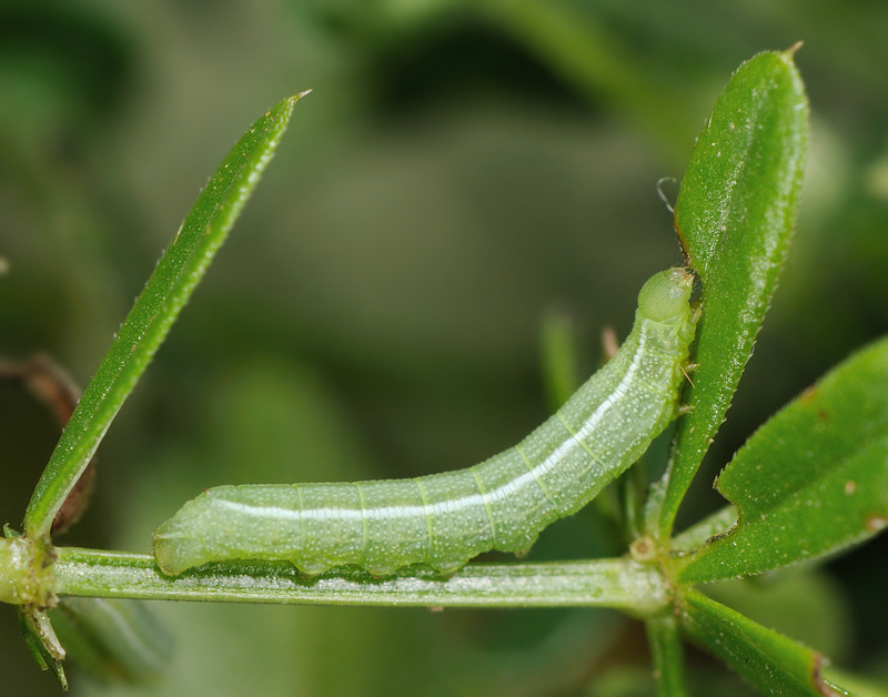 Ciclo vitale della Deilephila porcellus