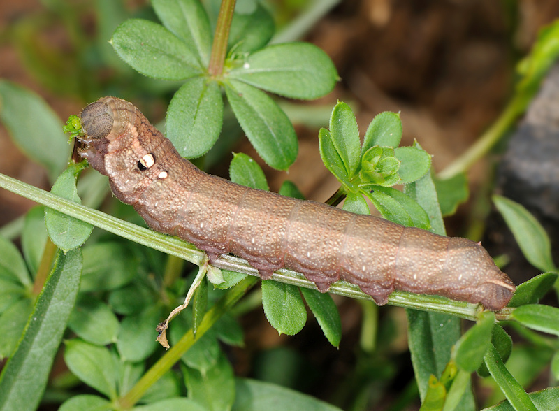 Ciclo vitale della Deilephila porcellus