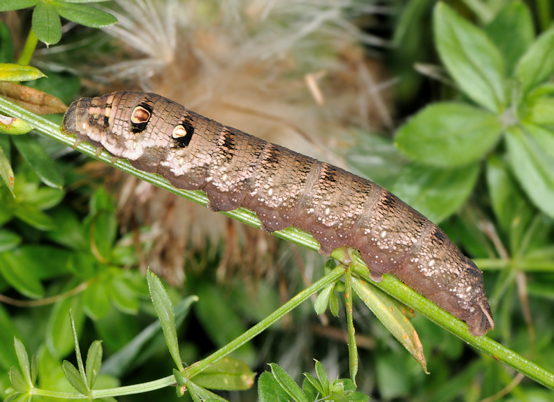 Ciclo vitale della Deilephila porcellus