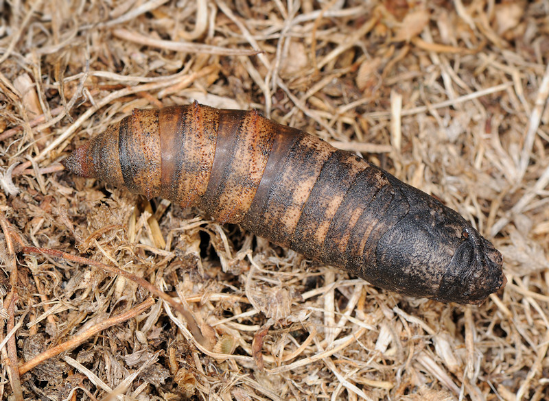 Ciclo vitale della Deilephila porcellus