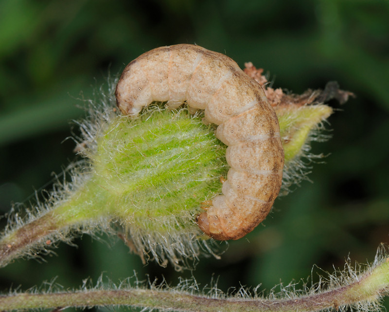 Bruchi sulle capsule di Silene