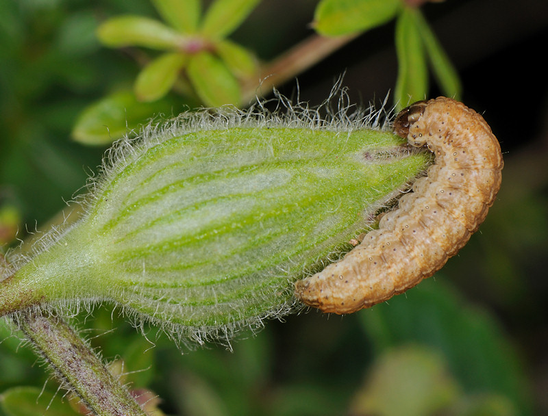 Bruchi sulle capsule di Silene